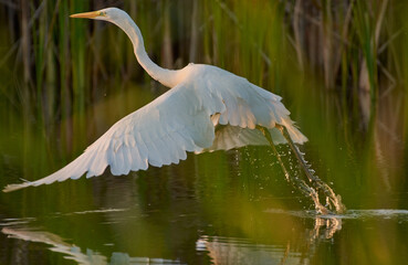 great white heron