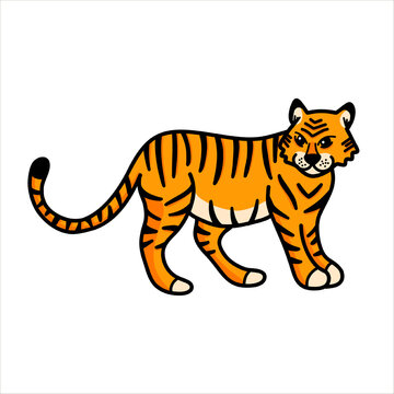 Vector illustration with a wild tiger in a cartoon style on a white background. Full-length tiger illustrations for T-shirts, postcards, posters, fabrics