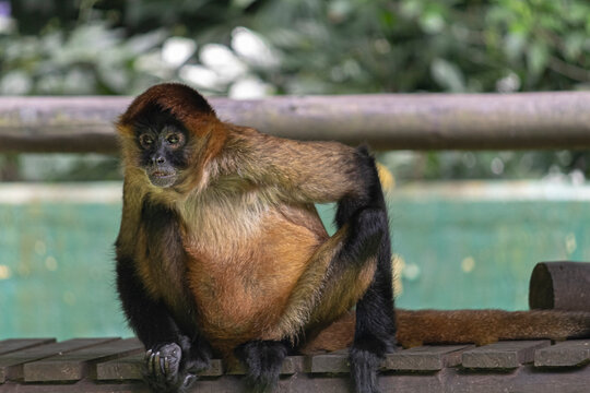 Chimpanc&eacute; en su vida cotidiana 