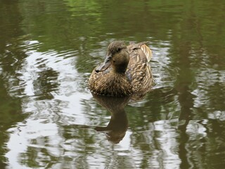 duck in the water