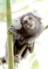 curious marmoset monkey clinging to the tree