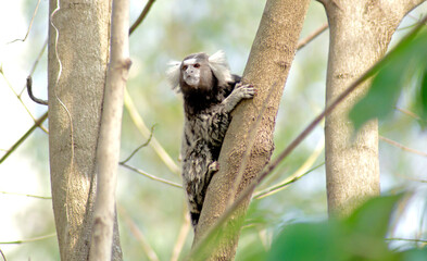 Fototapeta premium curious marmoset monkey clinging to the tree