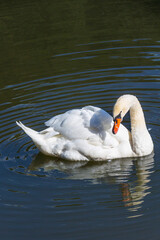 Close-up of a white swan swimming on water