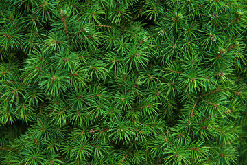 Naklejka na ściany i meble Close-up of fir-needle tree branches composition as a background texture. Natural plant backdrop.