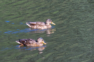 Two ducks swimming on water side by side