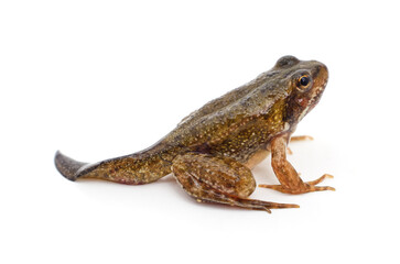 Frog with a tail.