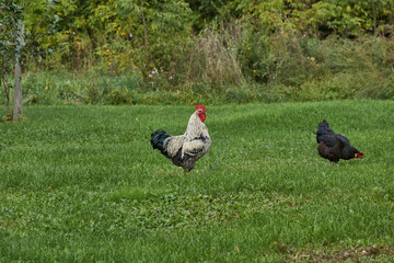 Rooster and chicken walk along the lawn and seek something edible near the country house.