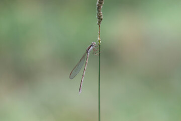 Winter Damselfly Sympecma fusca on dried grass stalk