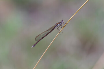 Winter Damselfly Sympecma fusca on dried grass stalk