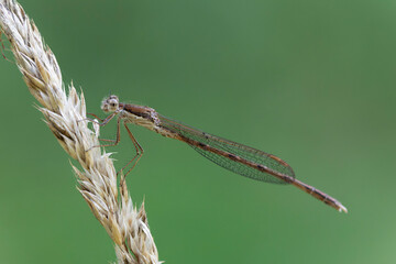 Winter Damselfly Sympecma fusca on dried grass stalk