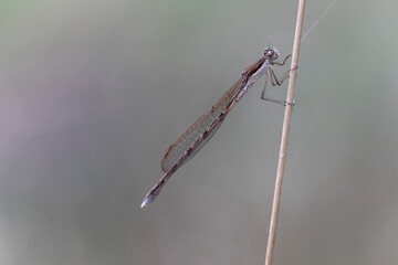 Winter Damselfly Sympecma fusca on dried grass stalk