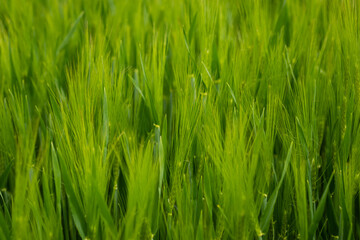 Fototapeta na wymiar green barley ears close up