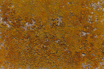 close up of lichen on pier
