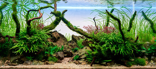 Freshwater planted aquarium (aquascape) with live plants and diamond tetra fish. Frodo stones and...