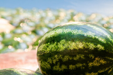 Close up fresh ripe watermelons vegetable department agriculture supermarket sale.