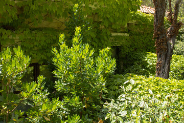 Wall and fence of the house are overgrown with wild grapes. Climbing plants in landscape design. Vine creeper around window. Green facade eco house. Parthenocissus.