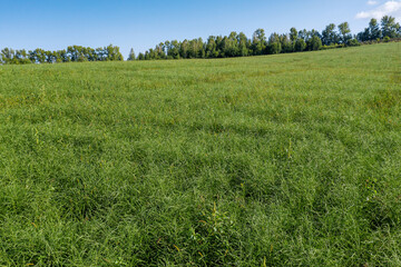Altai mountains. Field of saltwort (Salsola collina). Aerial view.