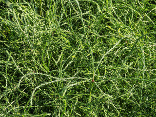 Altai mountains. Field of saltwort (Salsola collina).