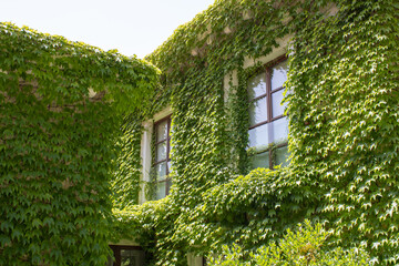 Fototapeta na wymiar Wall and fence of the house are overgrown with wild grapes. Climbing plants in landscape design. Vine creeper around window. Green facade eco house. Parthenocissus.