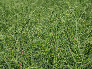 Altai mountains. Field of saltwort (Salsola collina).