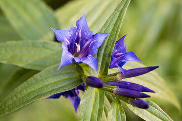 un bel fiore di colore blu-viola nel sottobosco di montagna