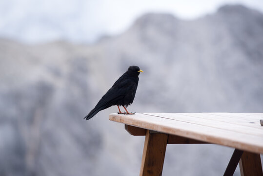 un bel gracchio alpino mentre sosta nelle vicinanze di un rifugio di montagna nelle dolomiti, un bel uccello dal piumaggio nero