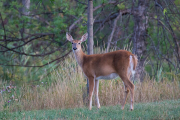 white-tailed deer (Odocoileus virginianus) doe in summer
