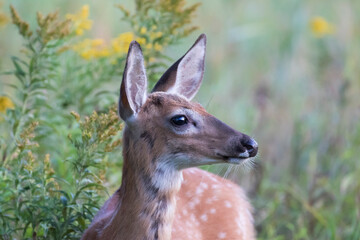 white-tailed deer Fawn in summer