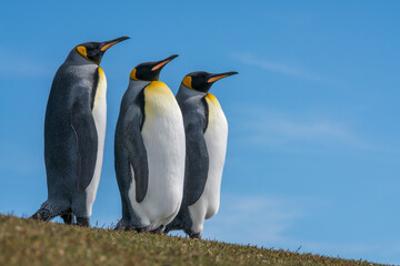 Trois manchots royaux aux îles Falkland sur fond de ciel bleu.