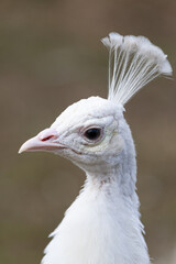 Portrait eines weißen Pfau.