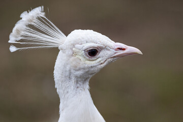 Portrait eines weißen Pfau.