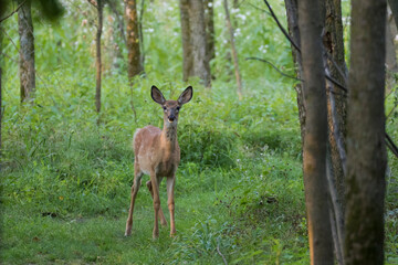 white-tailed deer Fawn in summer