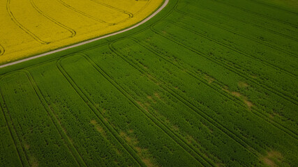 Rape and barley fields separated by a path with traces of agricultural processing from a bird's eye view 