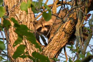  raccoon (Procyon lotor) in the morning light