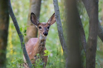 white-tailed deer Fawn in summer