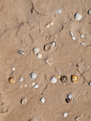 Beach sand and shells