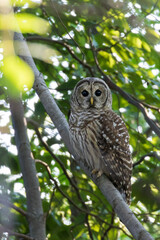  barred owl (Strix varia) in summer