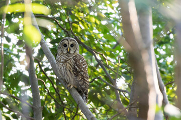  barred owl (Strix varia) in summer