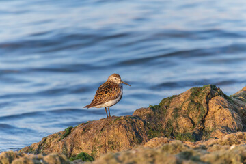 andpiper standing on seaweeds at coast