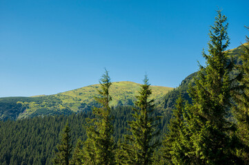 spruce tops against the backdrop of summer green hills and blue skies. High quality photo