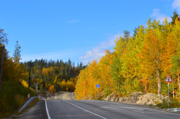 Fototapeta premium road in autumn