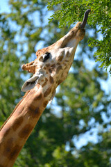 Closeup of giraffe (Giraffa camelopardalis) the tongue out seen from profile