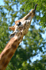 Closeup of giraffe (Giraffa camelopardalis) the tongue out seen from profile © Christian Musat