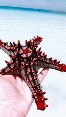 red starfish in the hands