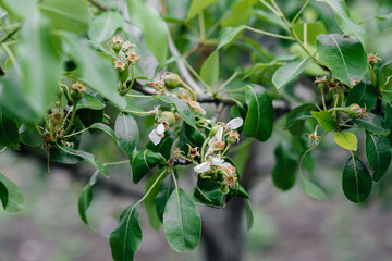 Green growing apples on the branches of trees close-up.