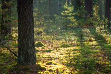 Nature scenery of the forest. Green moss and small pines. Sunbeams bring through fog.