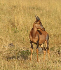 A young Topi antelope standing in the grass. Taken in Kenya