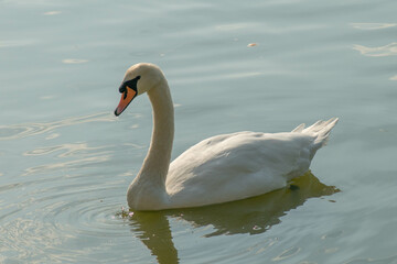 White Swan