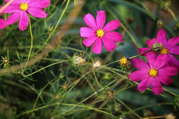 flowers in the garden © Andrzej Dworak