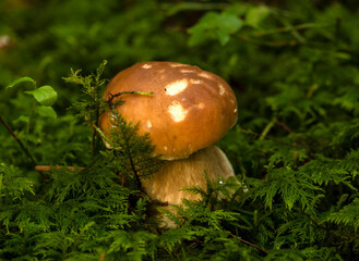 grzyby, las, grzybobranie, borowik - 456592377